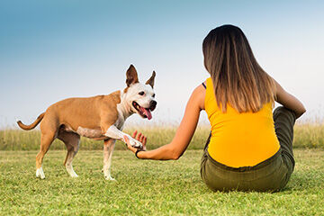 Addressing Anxiety Among Top Trends in Dog Training and Behavior Aids